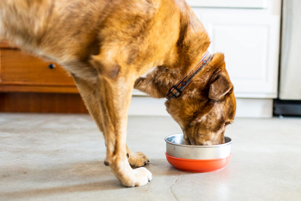 A large size Basis Pet Stainless Steel Dog bowl with a coral colored bowl cozy rests on a concrete kitchen floor. A brindle colored dog is eating from the bowl.