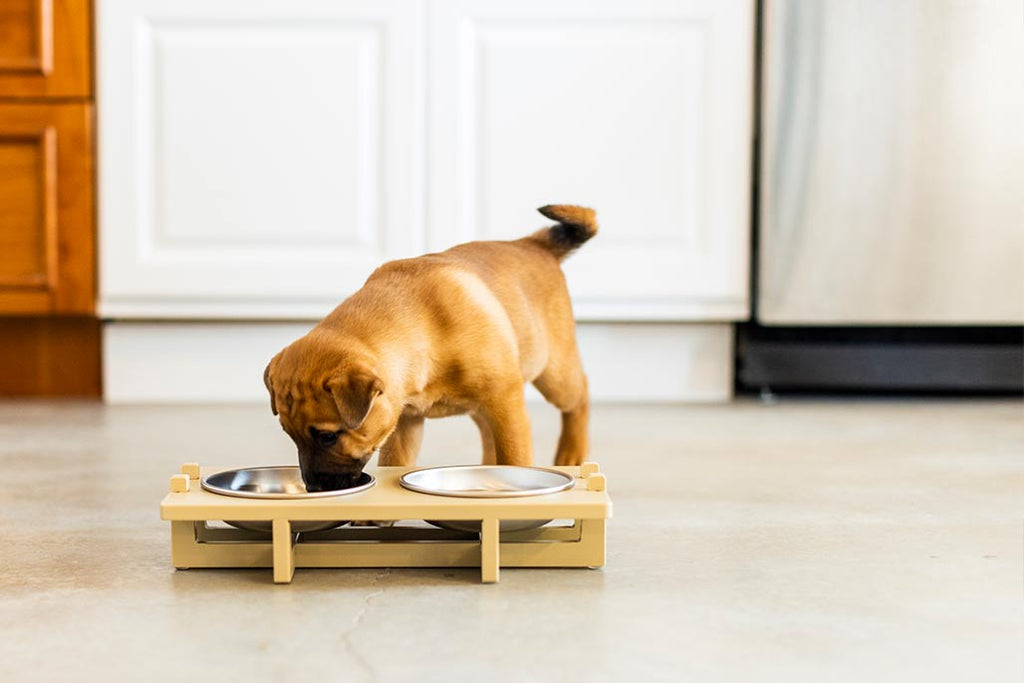 A tan colored puppy is eating from a Rise Pet Bowl Stand for small bowls, low rise height, which rests on a concrete floor in a kitchen area.