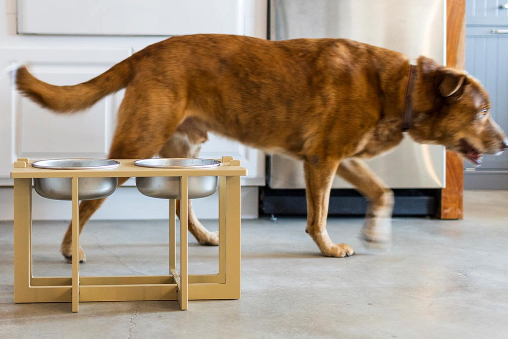 A Rise Pet Bowl Stand for large bowls, high rise height on a concrete floor in a kitchen with a dog walking by in the background.