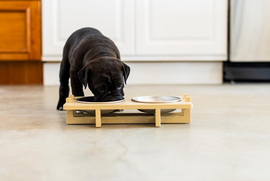 A black puppy eating from Rise Pet Bowl Stand, for small dog bowls, low rise height that is placed on a concrete floor in a kitchen.