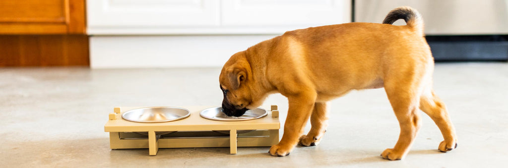 A tan colored puppy drinking water from a Rise Pet Bowl Stand for small bowls, low rise height, that's on a concrete floor in a kitchen.