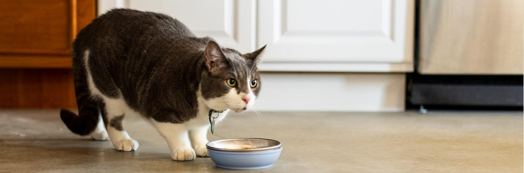 A cat looking out from behind a Basis Pet Stainless Steel Cat Bowl with a blue bowl cozy.