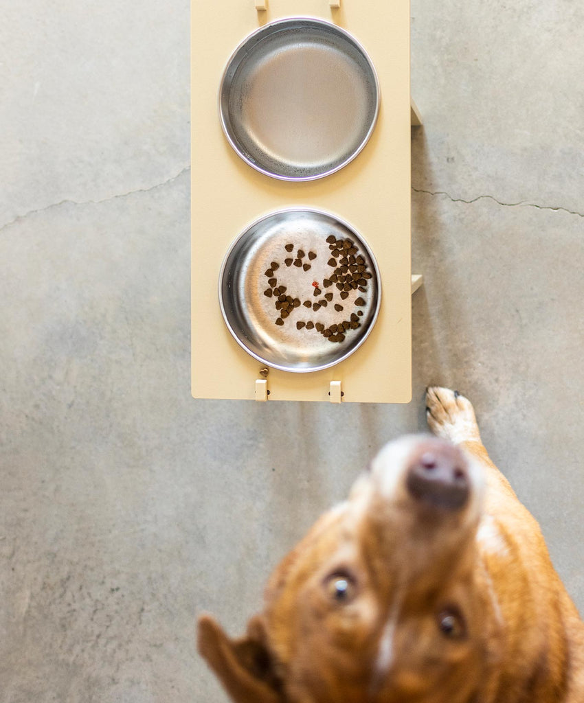 A view from above of a Rise Pet Bowl Stand on a concrete floor with a dog looking up next to the stand.
